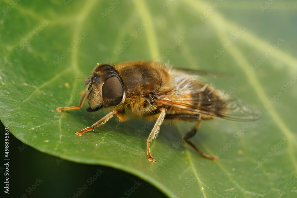 Detailed closeup of a hairy Common drone fly, Eristalix tenax , sitting on a green Common ivy leaf