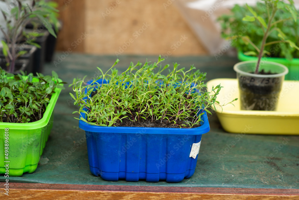 young green sprouts of farm vegetable seedlings in a container young green sprouts of farm vegetable seedlings in a container