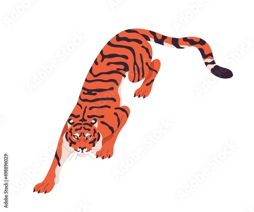 Amur tiger crawling, walking. Wild cat going, moving on paws, hunting, looking up. Striped feline predator. Carnivore animal wildcat attacking. Flat vector illustration isolated on white background