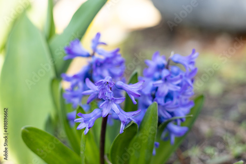 Blue spring hyacinth flower with green leaves on natural background