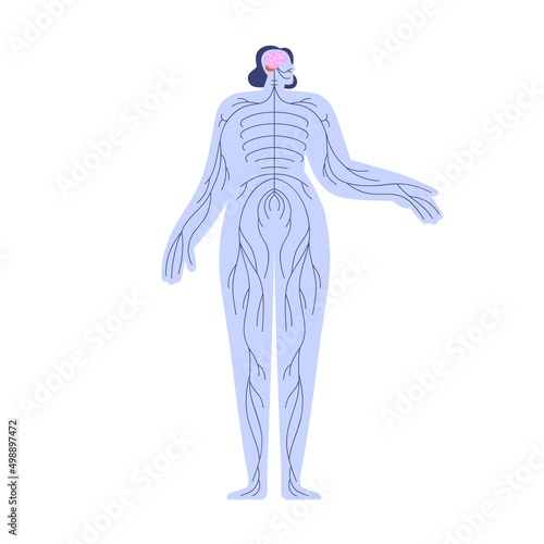 Central and peripheral nervous system with brain, cerebellum, spinal cord and nerves branches in human body. Internal anatomy structure of CNS. Flat vector illustration isolated on white background