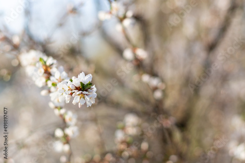 Branch of blossoming Felt cherries. Spring flowers in sunny day on blur background © dashtik