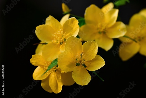 Fototapeta Naklejka Na Ścianę i Meble -  早春に鮮やかな黄色の花をつける山吹