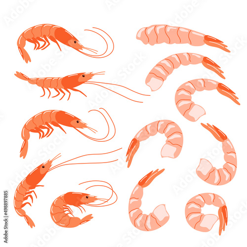 A set of shrimps in a shell and peeled. Healthy seafood. Vector illustration isolated on a white background