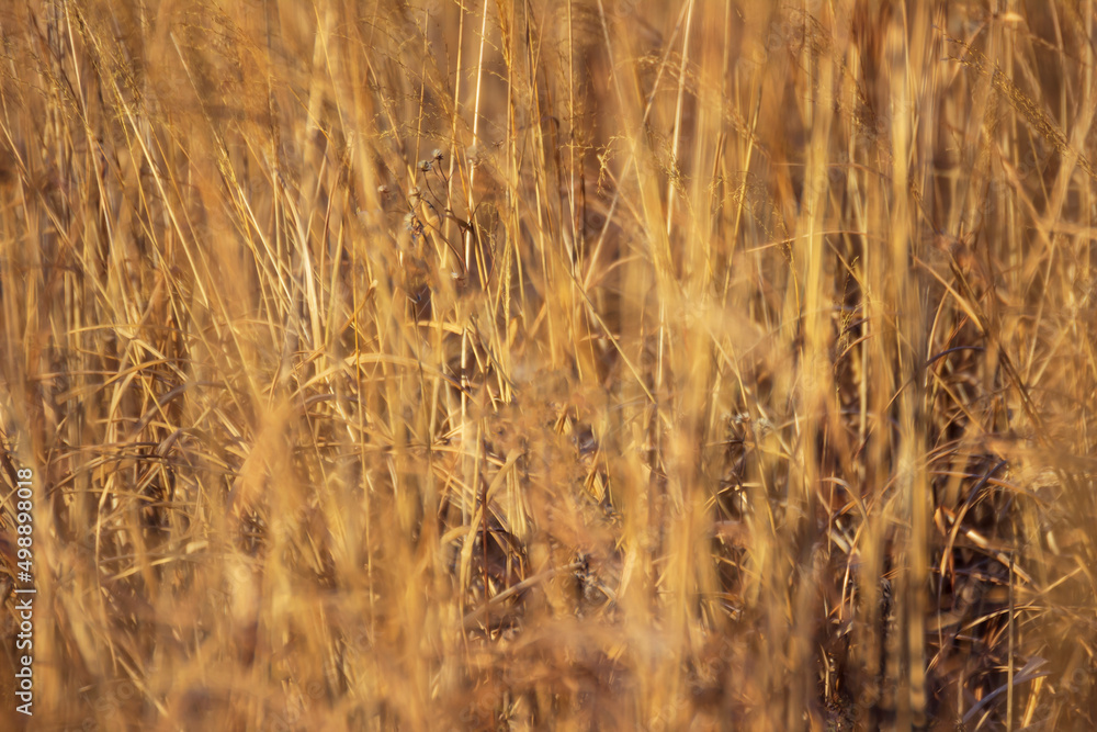 Obraz premium Dry leaves of field grass, illuminated by the bright sun.