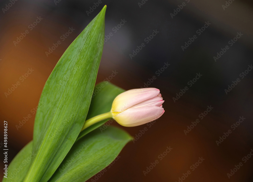 Obraz premium Tulip