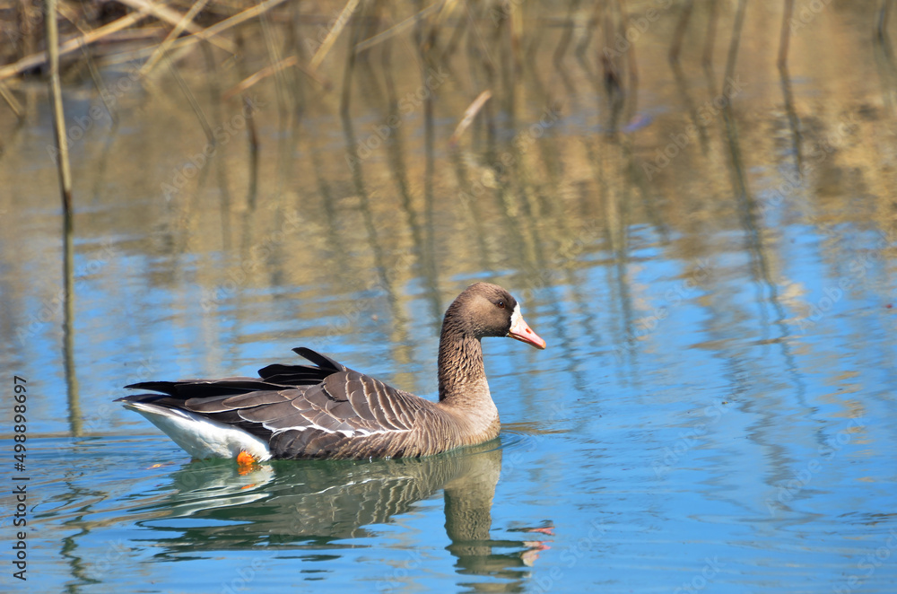Fototapeta premium Greater white-fronted goose swimming in the river