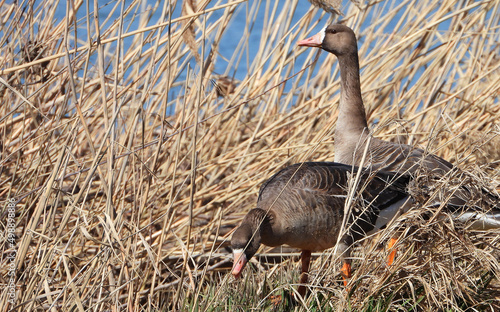 Greater white-fronted geese in the reed
