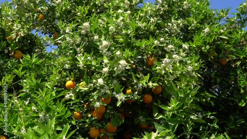The orange blossom, citron blooming with oranges photo