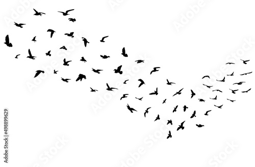 Silhouettes of flock of flying birds, migration. Vector illustration