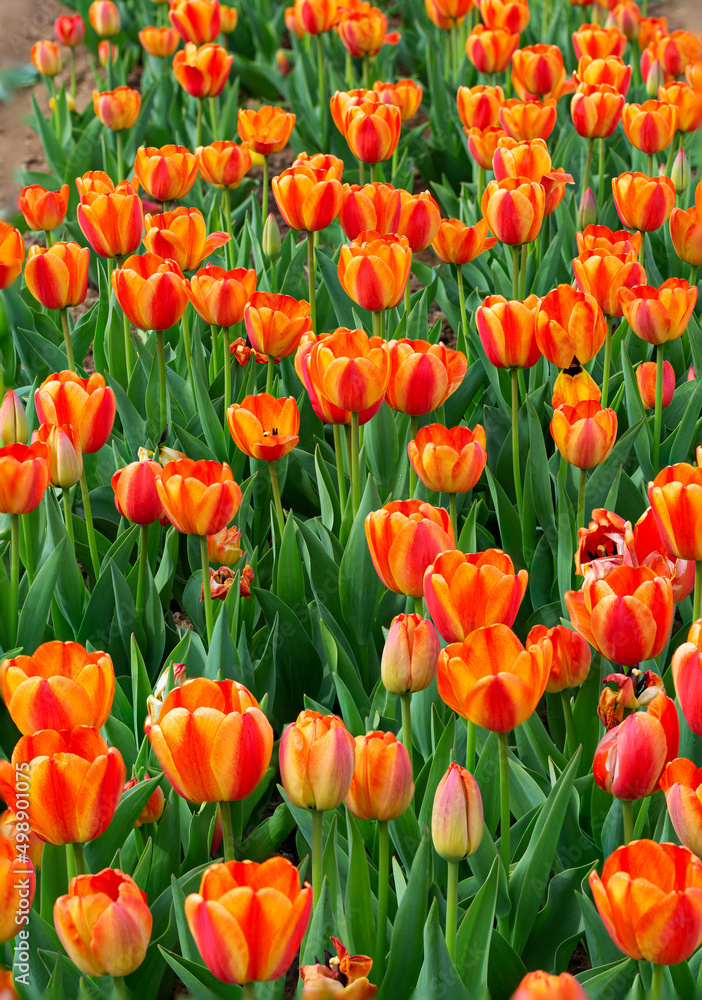 Red and Yellow Tulips in Full Bloom