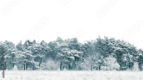 Trees covered with snow in The Netherlands. Ermelosche Heide. © Sonny