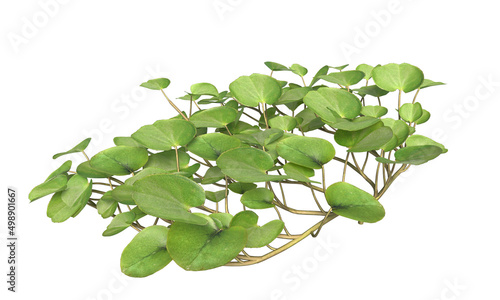 Dichondra repens or Lawn leaf isolated white background photo