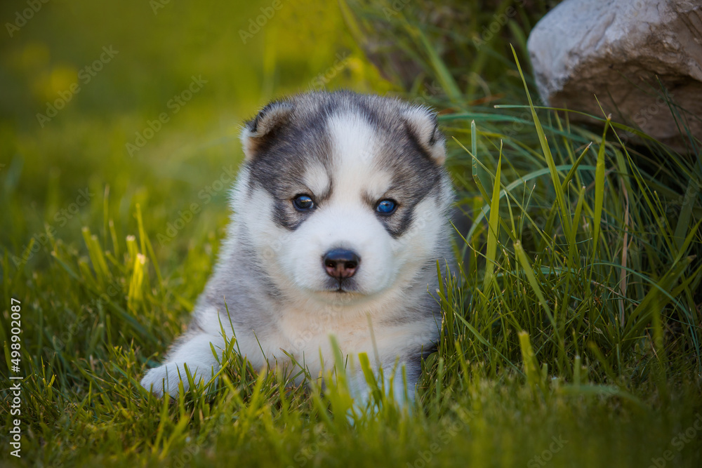 Siberian Husky puppy plays outdoors Siberian Husky puppy plays outdoors