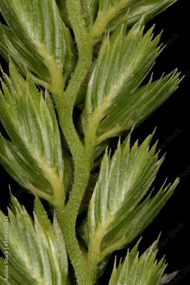 Fototapeta premium Crested Dog's Tail (Cynosurus cristatus). Sterile Spikelets Closeup