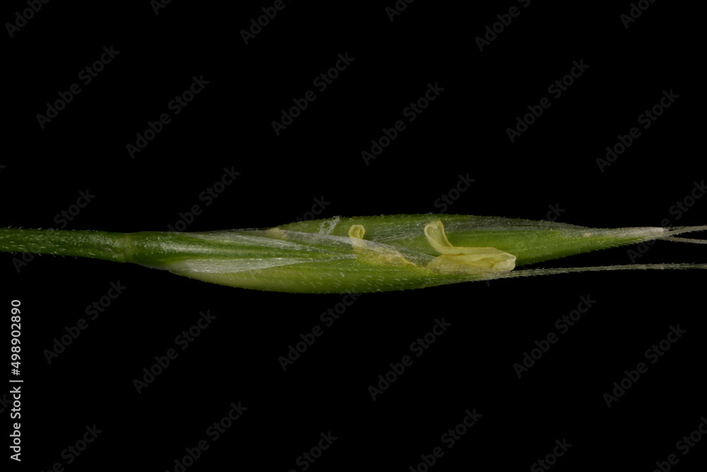 Giant Fescue (Lolium giganteum). Spikelet Closeup Excluding Awns Giant Fescue (Lolium giganteum). Spikelet Closeup Excluding Awns