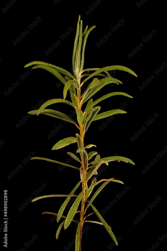 Obraz premium Marsh Labrador Tea (Rhododendron tomentosum). Vegetative Shoot Closeup
