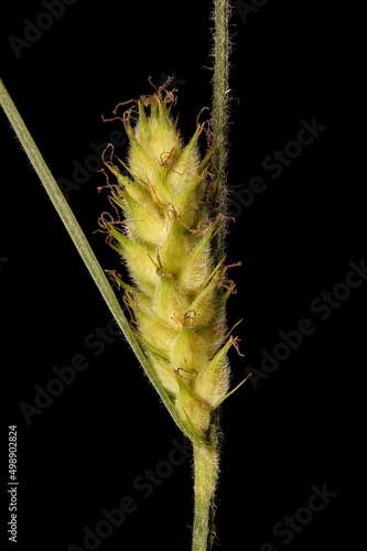 Hairy Sedge (Carex hirta). Female Spike Closeup photo