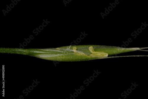 Giant Fescue (Lolium giganteum). Spikelet Closeup Excluding Awns