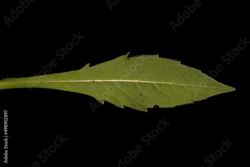 Field Scabious (Knautia arvensis). Lower Leaf Closeup