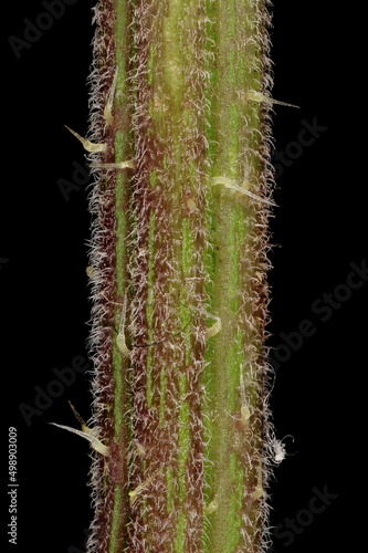 Common Nettle (Urtica dioica). Stem Detail Closeup