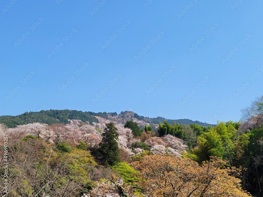 桜(吉野山) 桜(吉野山)