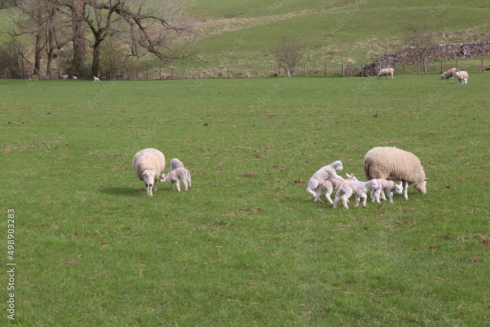Field of Sheep and young lambs frolicking in the Yorkshire Dales.