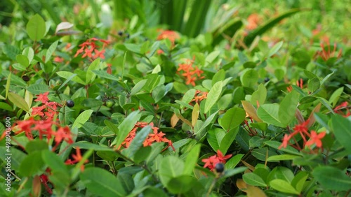 Tropical flowers growing in caribbean garden, closeup photo