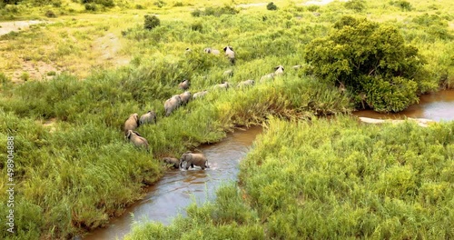Large family herd of African Elephant in crossing river in Wild Africa, Safari