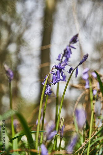 bluebells