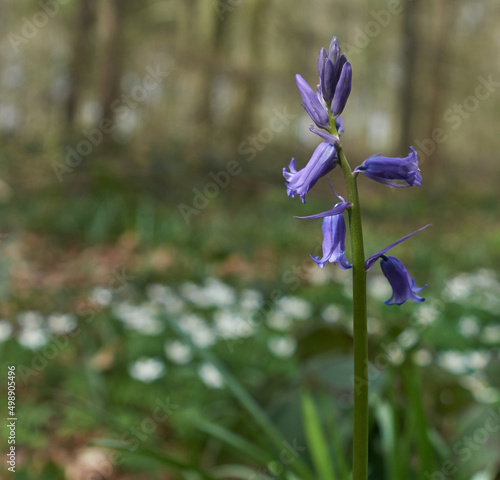blue flowers in the garden