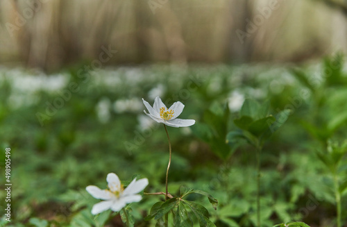 white flowers