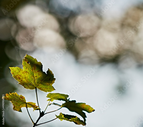 autumn leaves in the sun