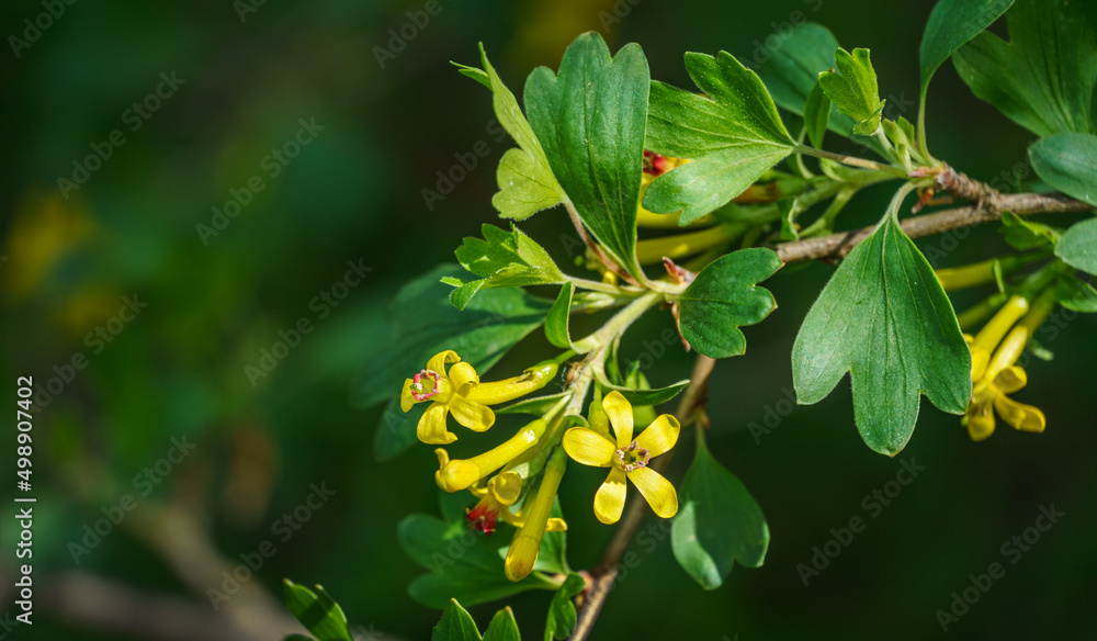 Soft focus of yellow Ribes aureum flower blooming. Flowers golden currant, clove currant, pruner berry and buffalo currant on green blurred background. Nature concept for design. Place for your text Soft focus of yellow Ribes aureum flower blooming. Flowers golden currant, clove currant, pruner berry and buffalo currant on green blurred background. Nature concept for design. Place for your text