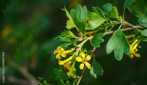 Soft focus of yellow Ribes aureum flower blooming. Flowers golden currant  clove currant  pruner berry and buffalo currant on green blurred background. Nature concept for design. Place for your text