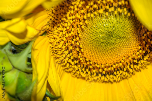 Close up of sunflower