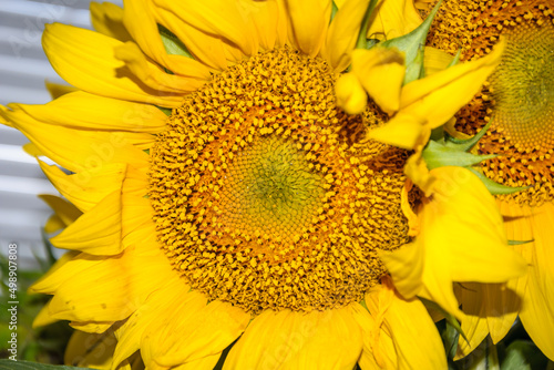 Close up of sunflower