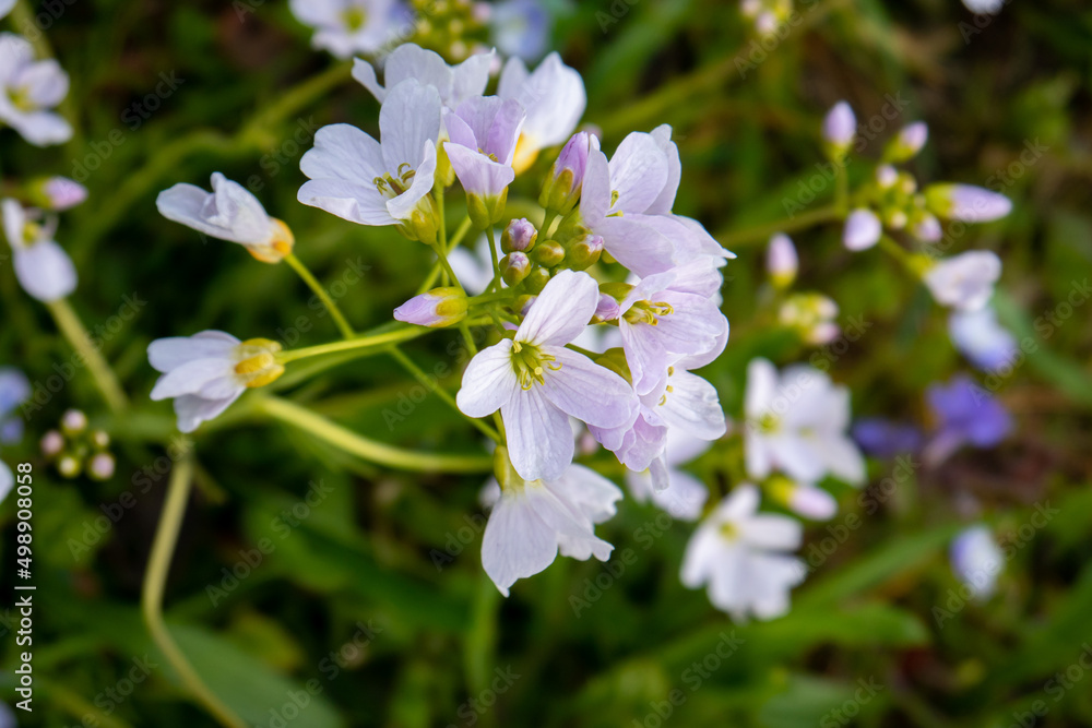 Small light blue forest wildflower blooming in early spring. Close up macro shot, daytime, no people Small light blue forest wildflower blooming in early spring. Close up macro shot, daytime, no people