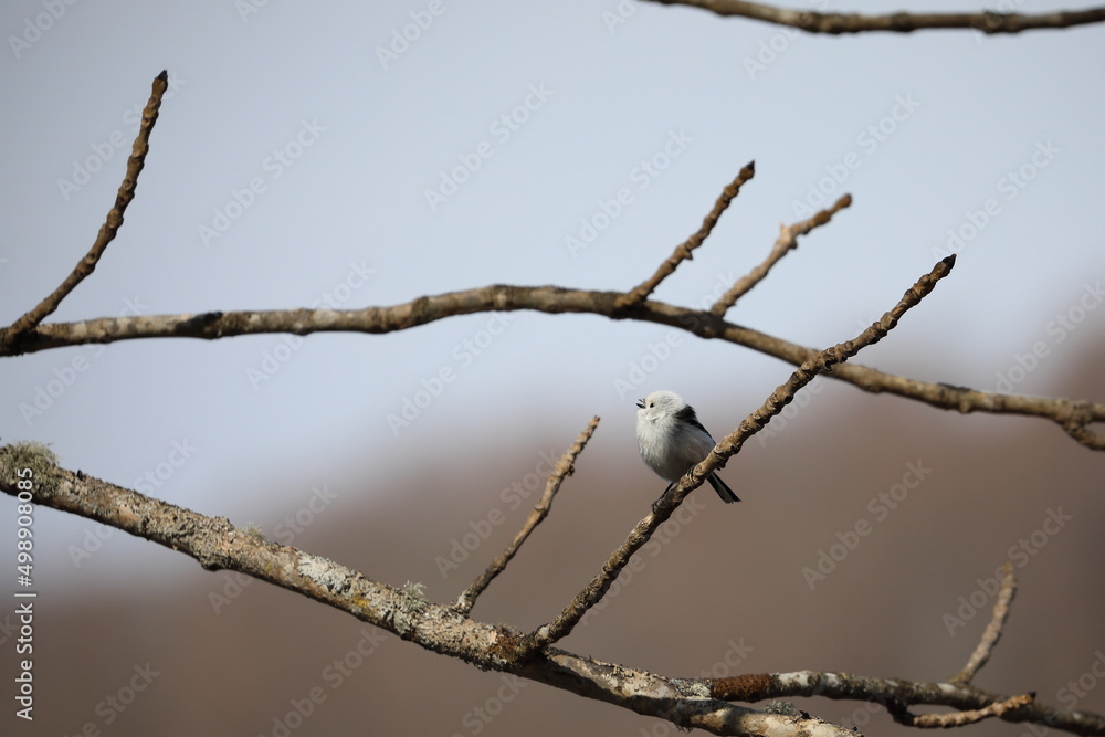 A small and cute long-tailed tit that perches on a twig in Hokkaido, Japan A small and cute long-tailed tit that perches on a twig in Hokkaido, Japan