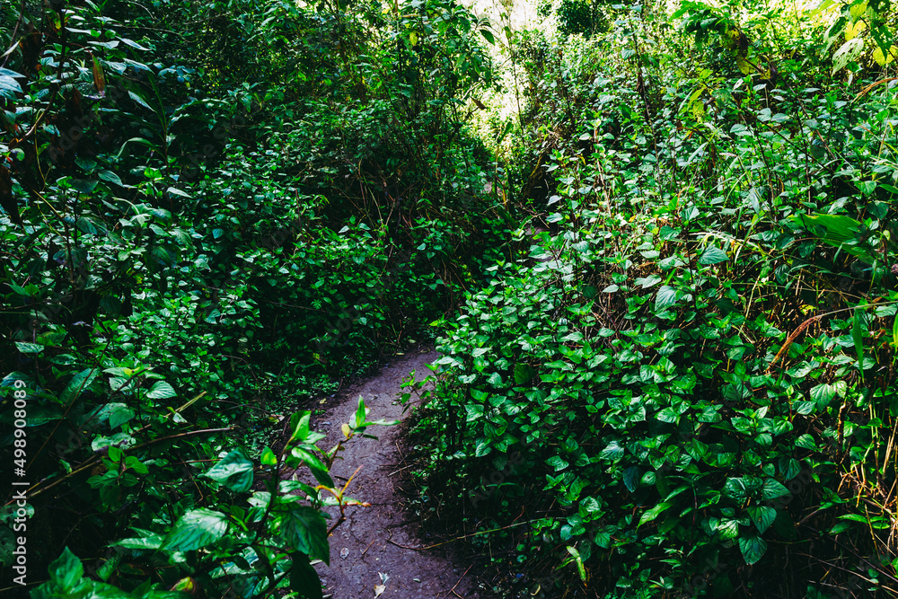 Fototapeta premium Dirty mud road in the rain forest mountain. surround by green tree leaf bush.