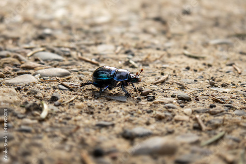 Tiny black forest dong beetle on a dirt road. Close up macro shot, shallow depth of field, no people