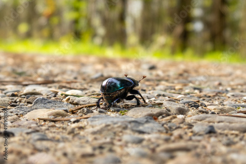 Tiny black forest dong beetle on a dirt road. Close up macro shot, shallow depth of field, no people