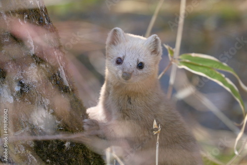 small cute sable in Kushiro, Hokkaido, Japan