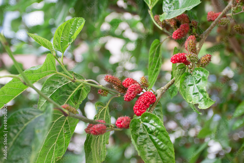 Red fresh mulberry on a tree Red fresh mulberry on a tree