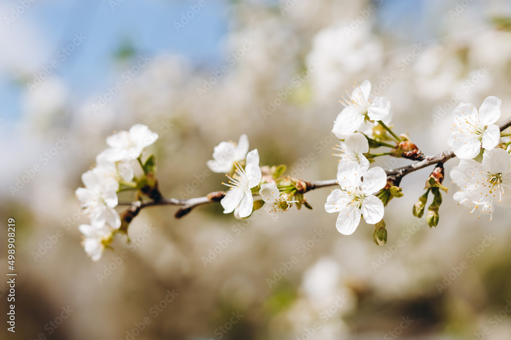 Fototapeta premium Beautiful flower petals is looking nice and pretty.