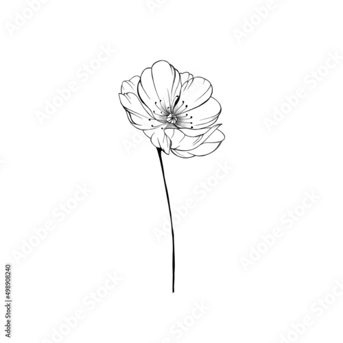 Floral botanical field. hand drawn wild flower idea for flower tattoo, for ba...