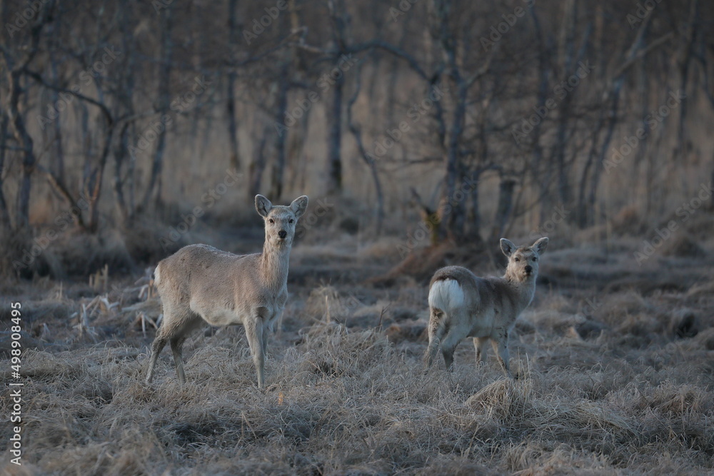 Fototapeta premium Yezo deer in Kushiro Wetland looking straight ahead in the early morning in Kushiro, Hokkaido, Japan