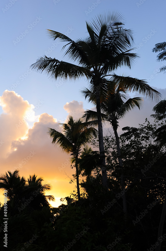 Obraz premium Republica Dominicana selva atardecer