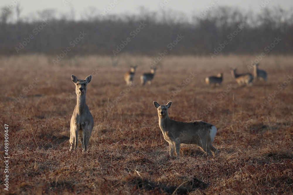 A herd of deer in the early morning in Kushiro Wetland, Hokkaido, Japan A herd of deer in the early morning in Kushiro Wetland, Hokkaido, Japan