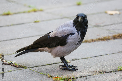 Hooded crow. In the very west of Europe, this widespread species of corvids is absent